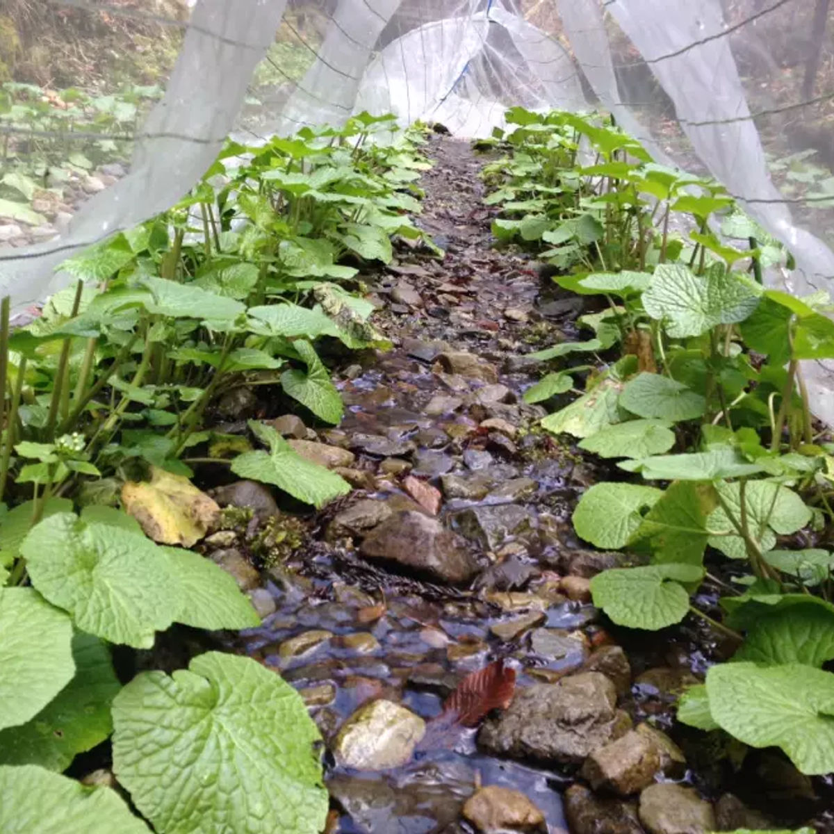 Wasabi Farm & Nature Tour in the Mountains of Okutama