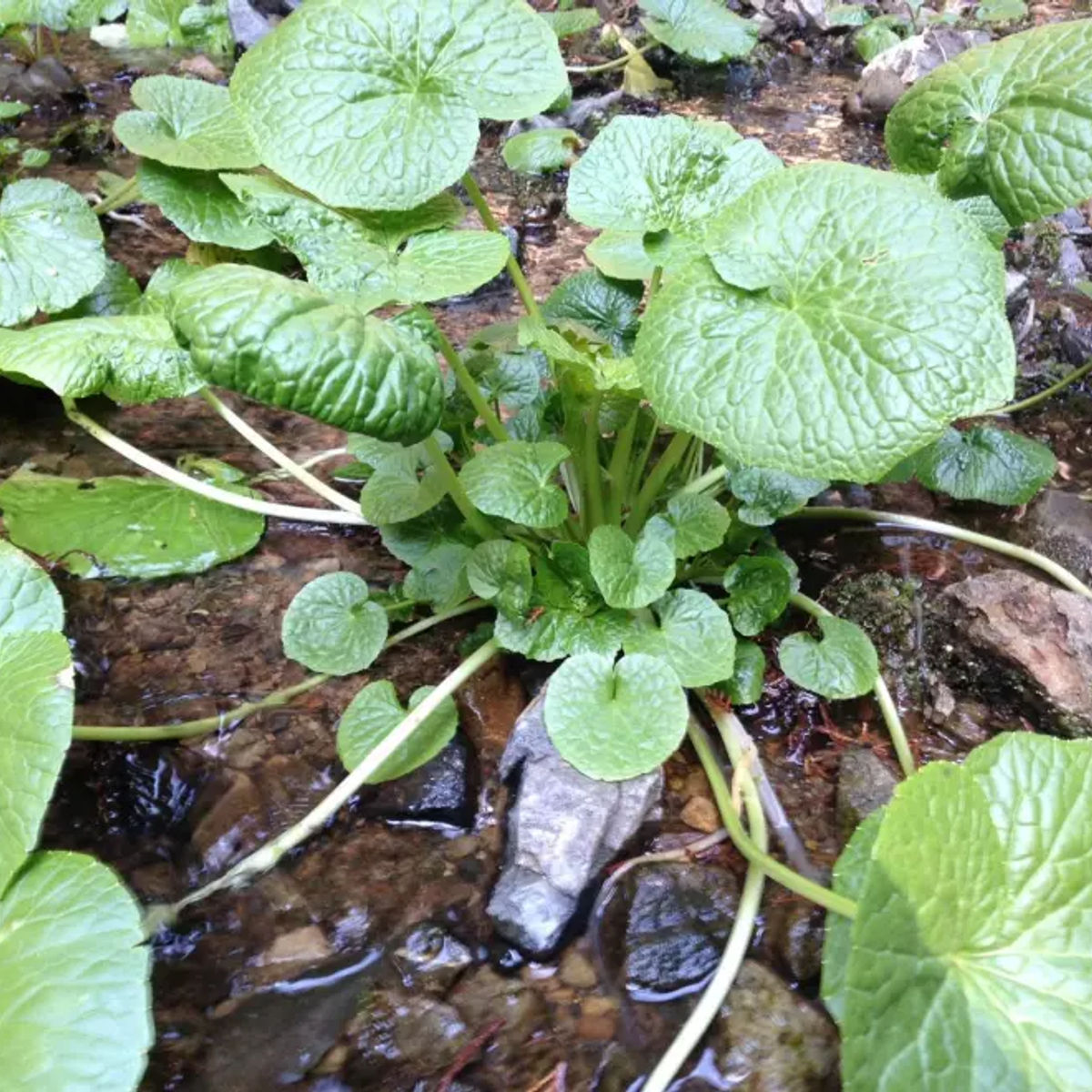 Wasabi Farm & Nature Tour in the Mountains of Okutama