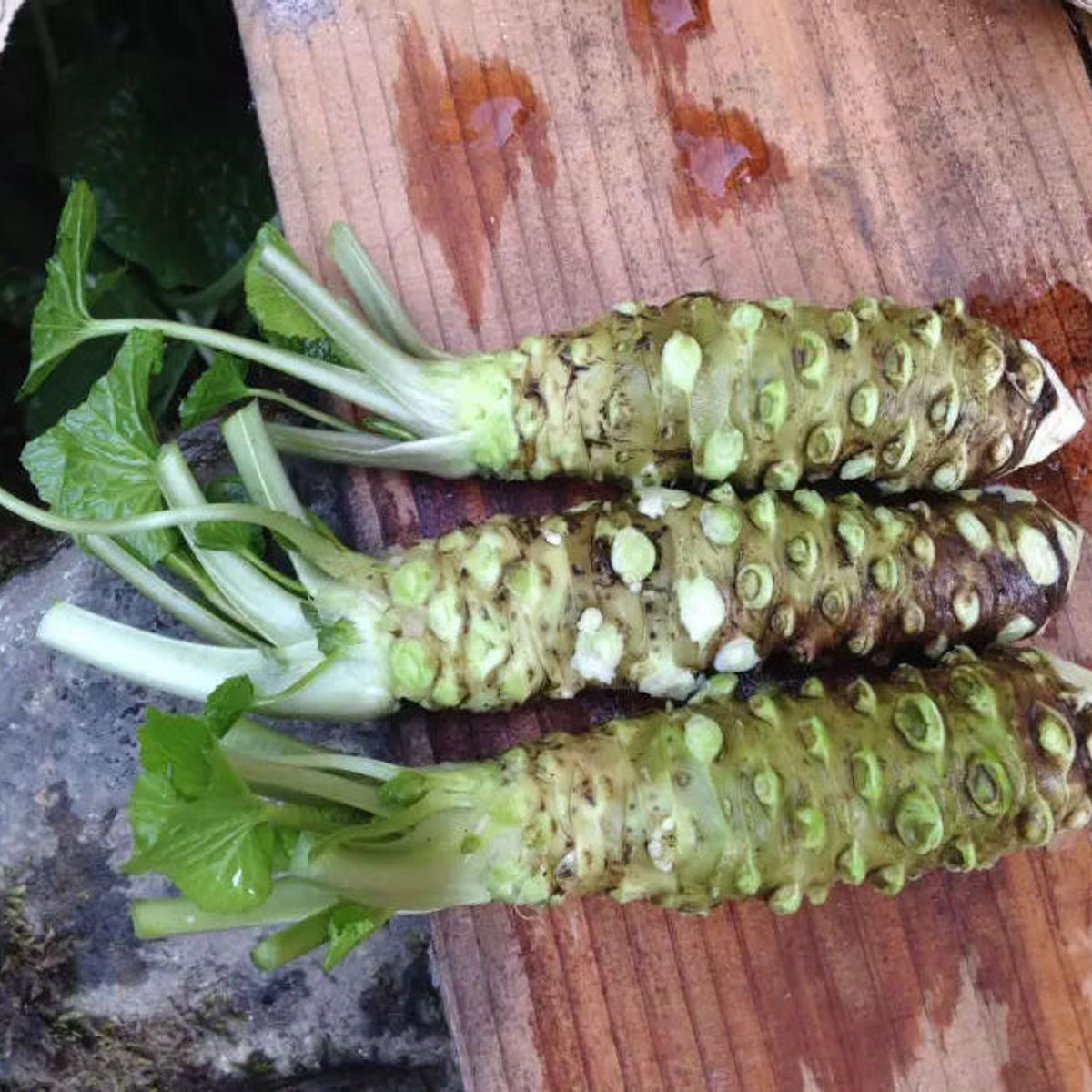 Wasabi Farm & Nature Tour in the Mountains of Okutama