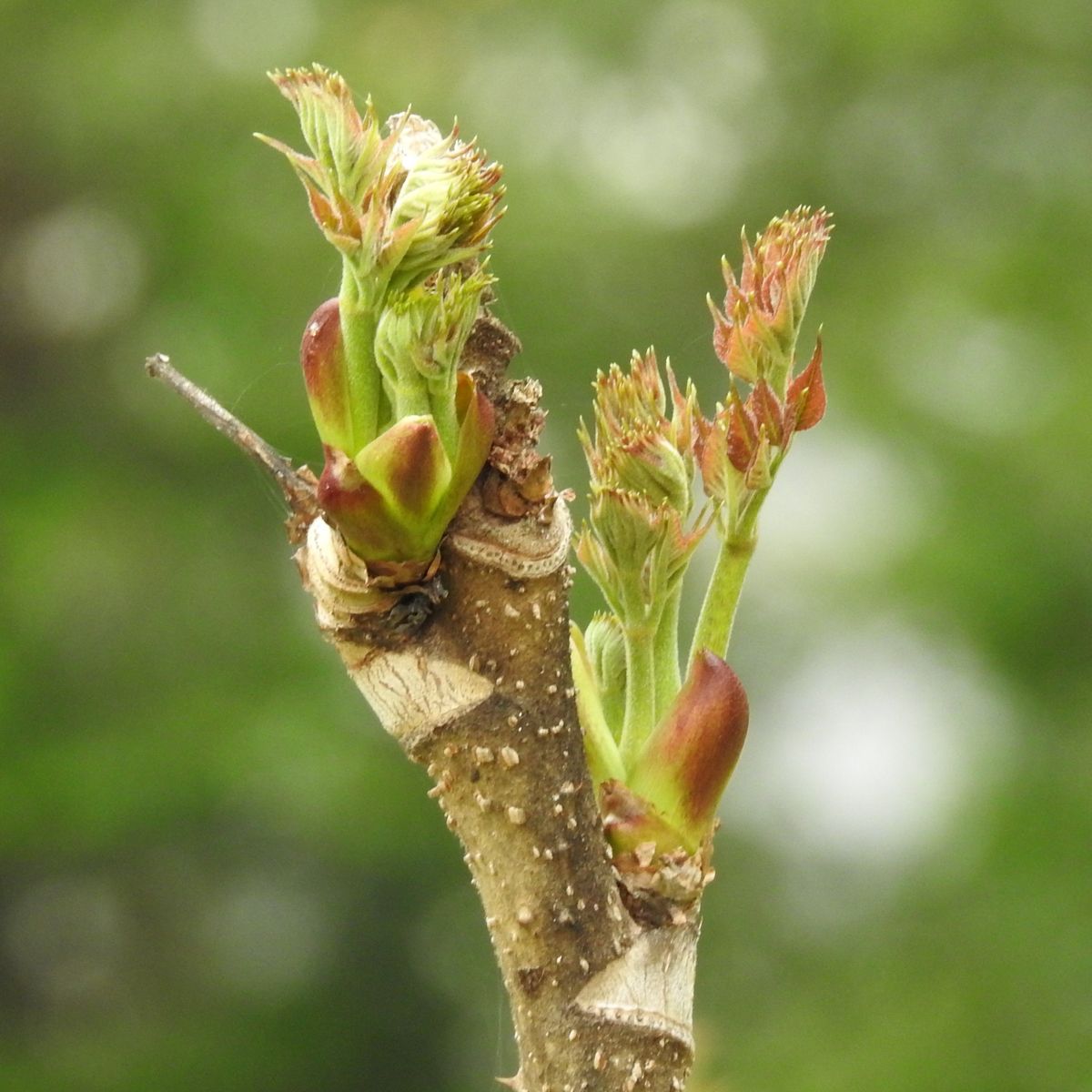 Wasabi Farm & Nature Tour in the Mountains of Okutama