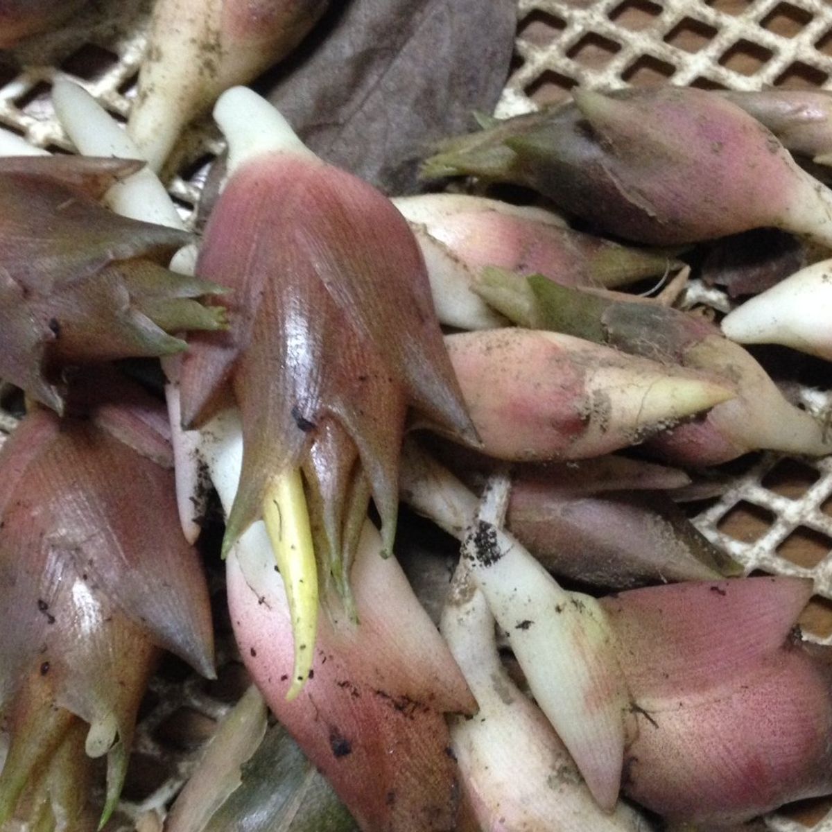 Wasabi Farm & Nature Tour in the Mountains of Okutama