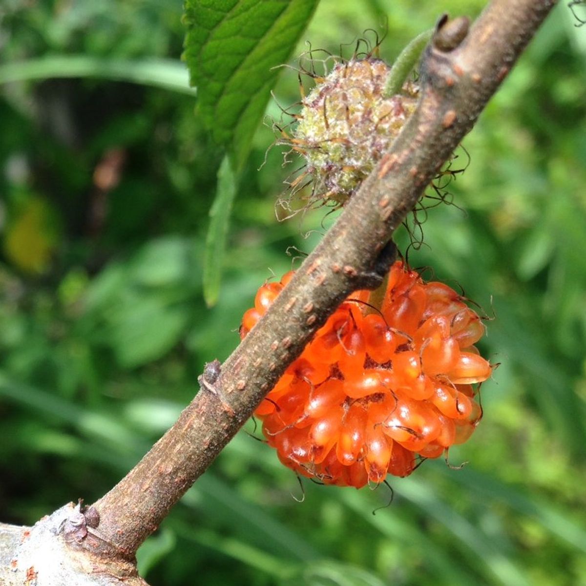 Wasabi Farm & Nature Tour in the Mountains of Okutama