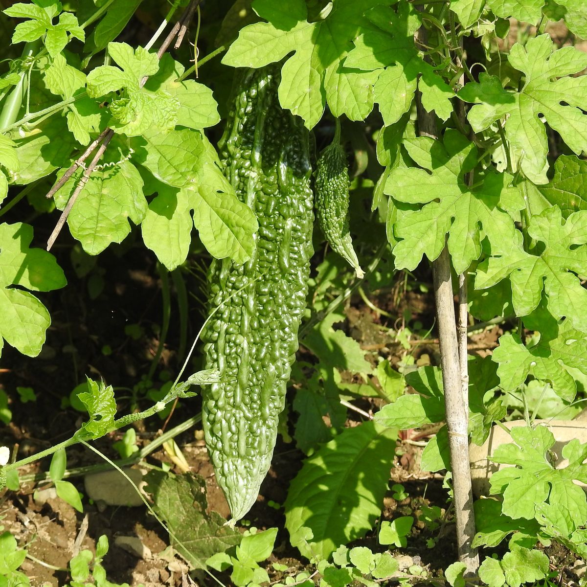 Wasabi Farm & Nature Tour in the Mountains of Okutama