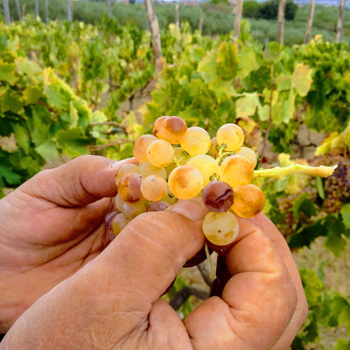 Pizza Making Class with Winery Tour & Tasting: Roman Adventure