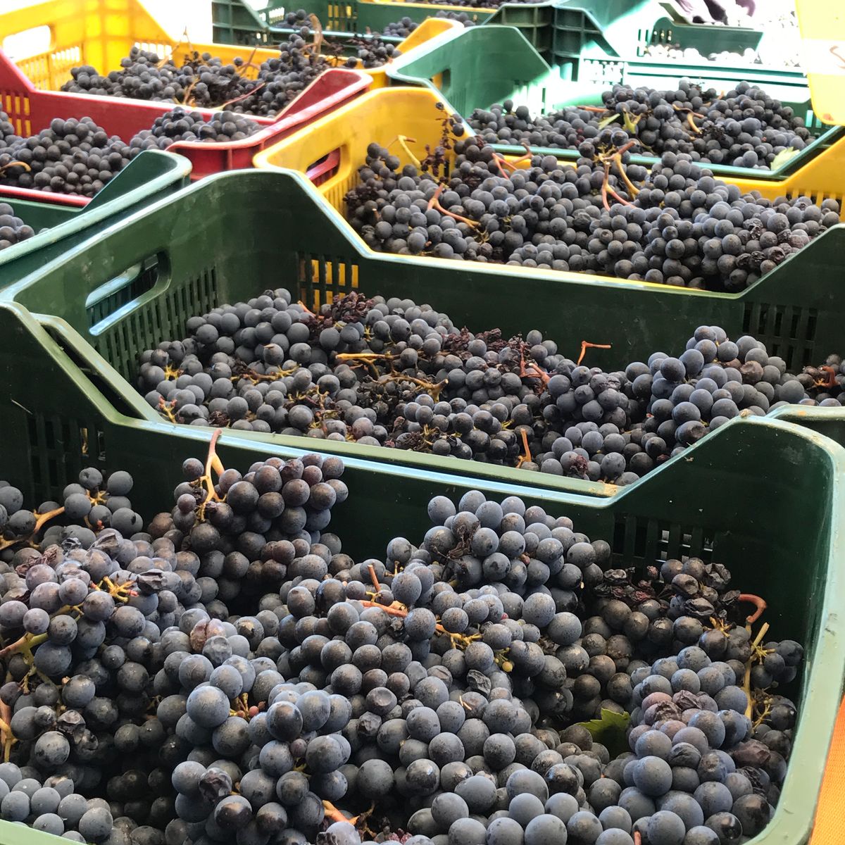 Wine Tasting San Casciano dei Bagni in Val d'Orcia with Local Food specialities