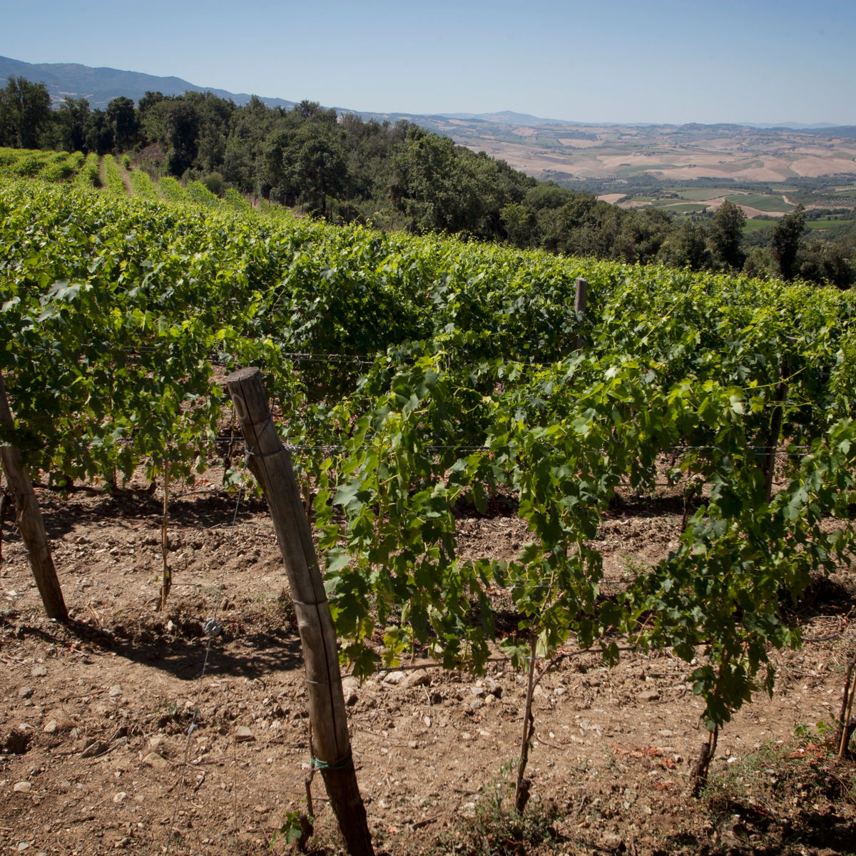 Winery Tour and Classic Wine Tasting at Sesta di Sopra in Montalcino