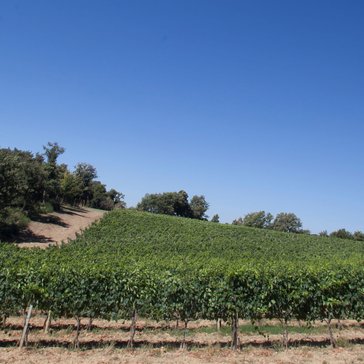 Winery Tour and Classic Wine Tasting at Sesta di Sopra in Montalcino