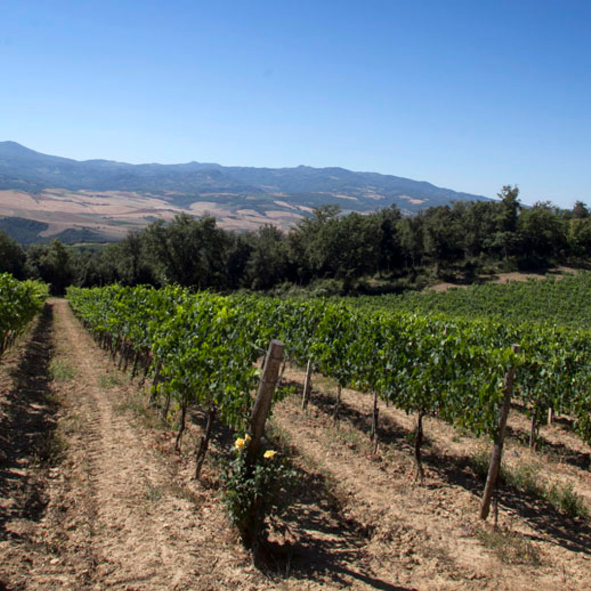 Winery Tour and Classic Wine Tasting at Sesta di Sopra in Montalcino