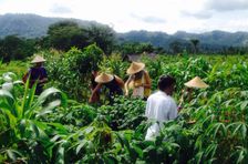 Vegetarian Cooking Class with Rice Paddy & Organic Farm Tour