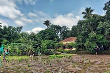 Cucina casalinga in una risaia biologica a Goa