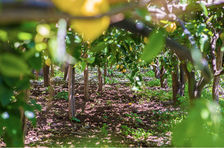 Horseback Riding + Lemon Grove Tour on the Amalfi Coast