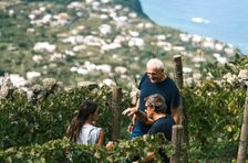 Tour dei vigneti e degustazione di vini a Ischia