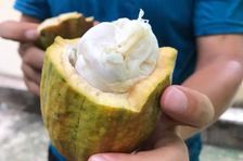 Make Chocolate at a Mekong Cocoa Farm