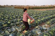 하노이 가족들과 함께하는 농장투어와 쿠킹클래스(Manh's Farm Tour and Home Cooking)