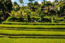 Organic Authentic Balinese Cooking Class with Trekking in the Jatiluwih Rice Terraces