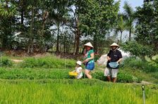 Organic Farm To Table Cooking Class in Vietnamese Agricultural Village