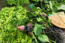 Clase de cocina orgánica "De la granja a la mesa" en una aldea agrícola vietnamita.