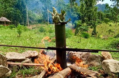 Khao Sok Jungle Cooking