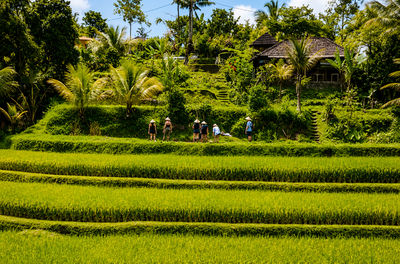 Organic Authentic Balinese Cooking Class with Trekking in the Jatiluwih Rice Terraces