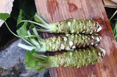 Wasabi Farm & Nature Tour in the Mountains of Okutama