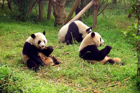 Chengdu Panda Breeding Center