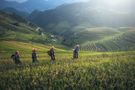 Rice field in Bali