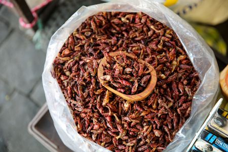 Chapulines