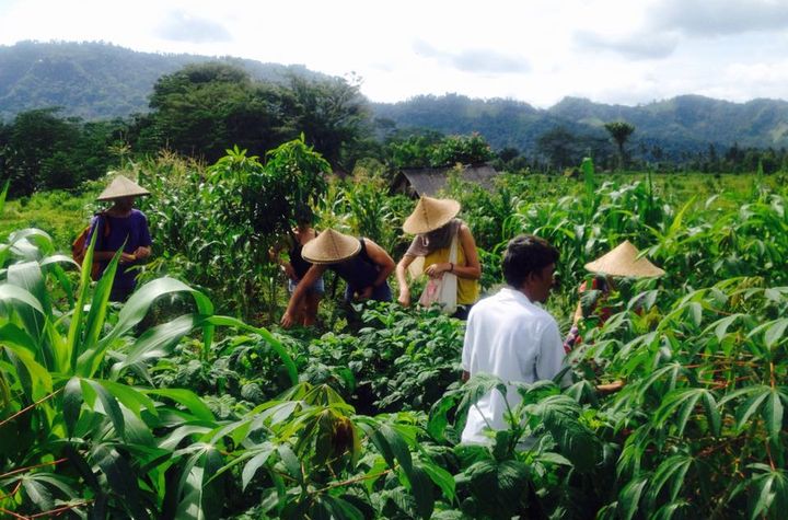 Vegetarian Cooking Class with Rice Paddy & Organic Farm Tour