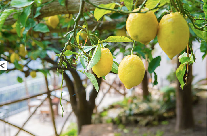Lemon Grove Tour: Making Limoncello and Food Tasting on the Amalfi Coast Private Class