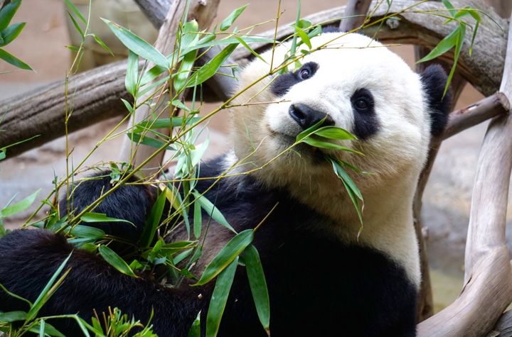 Panda Breeding Base Visit & Sichuan Cooking Class: Private One-day Trip