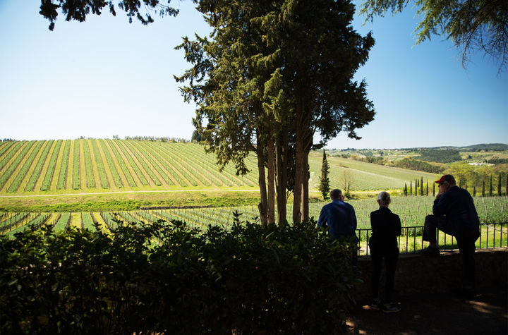 Chianti Full Immersive Wine & Olive Oil Experience