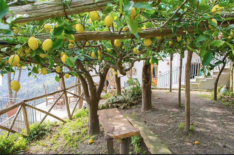 Agriturismo Il Cavaliere del Conte: Lemon Grove Tour: Making Limocello and  Food Tasting on the Amalfi Coast - Book Online - Cookly