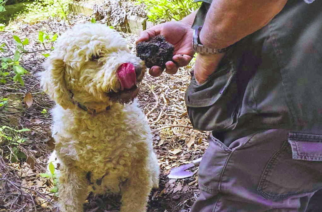 Truffle Hunting in the Woods of Valdichiana Senese