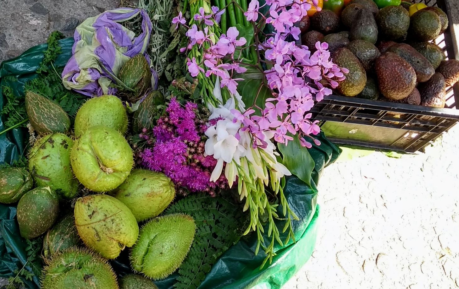 A Day of Oaxacan Plant Food Traditions with a Renowned Chef