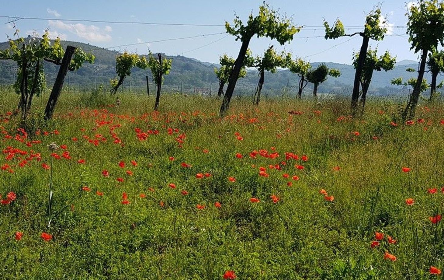 Biodynamic Wines & Organic Feast: Uncork Nature's Bounty at Stunning Vineyard