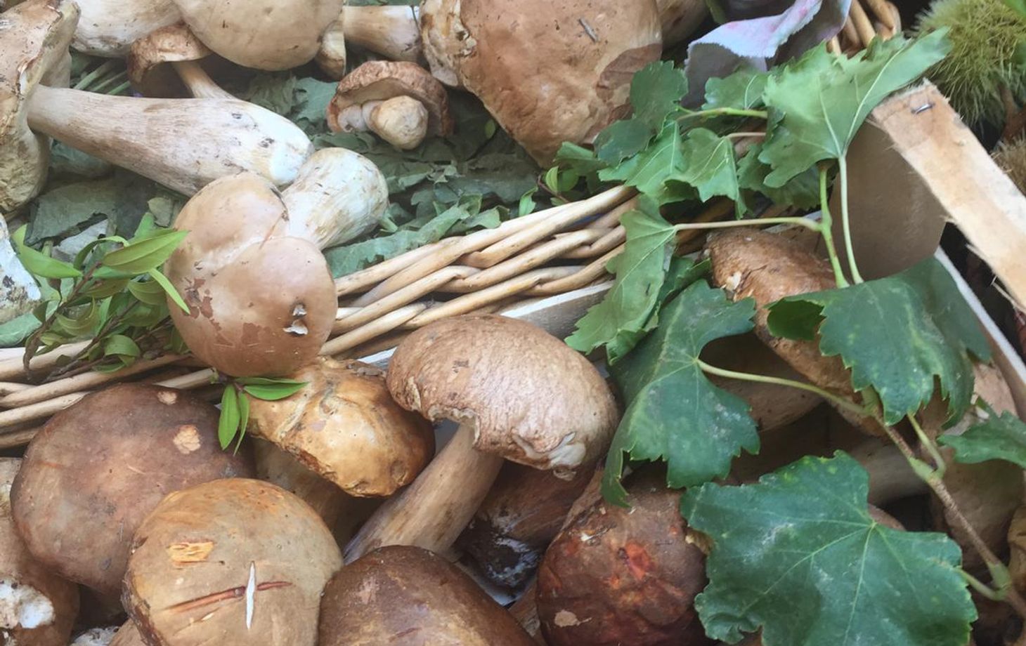 Antignano Local Market Tour with Giorgia Chiatto