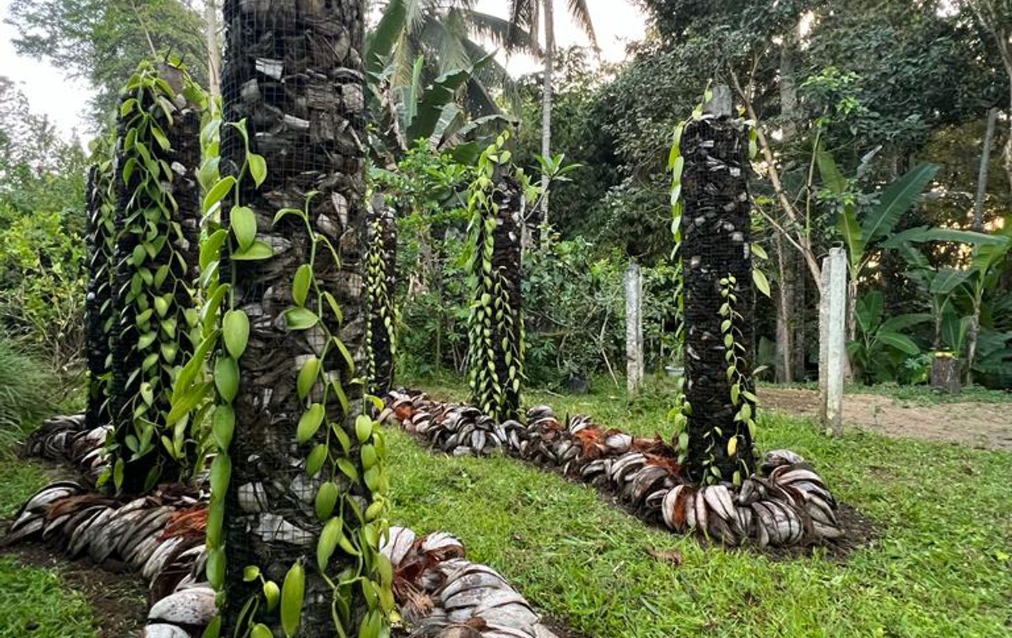 Authentic Balinese Cooking Class in Organic Farm with Market and Rice Field Tour