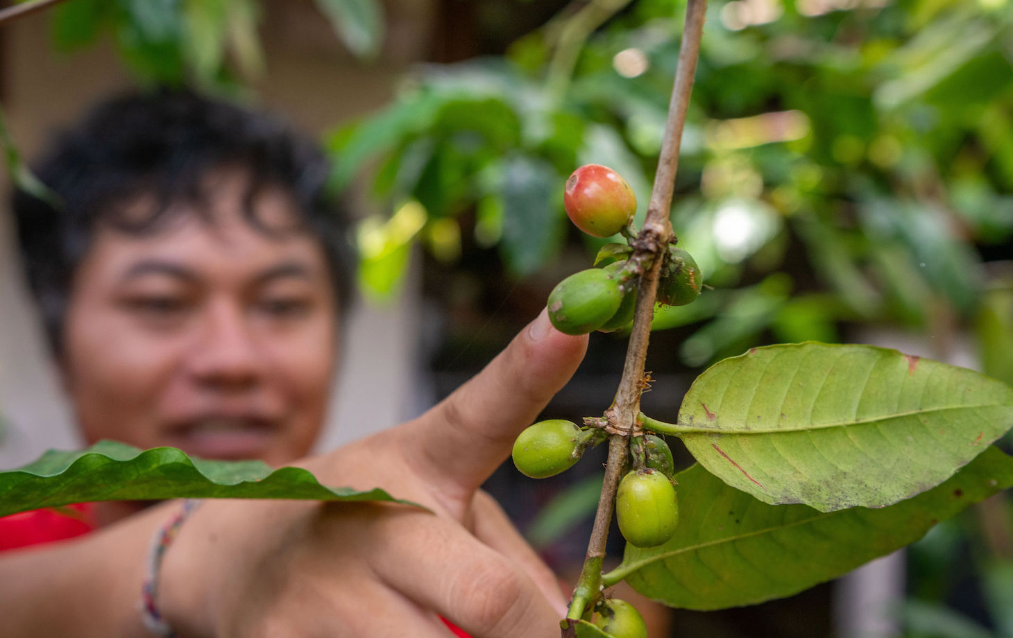 Balinese Coffee Brewing and Farm Tour with Lunch