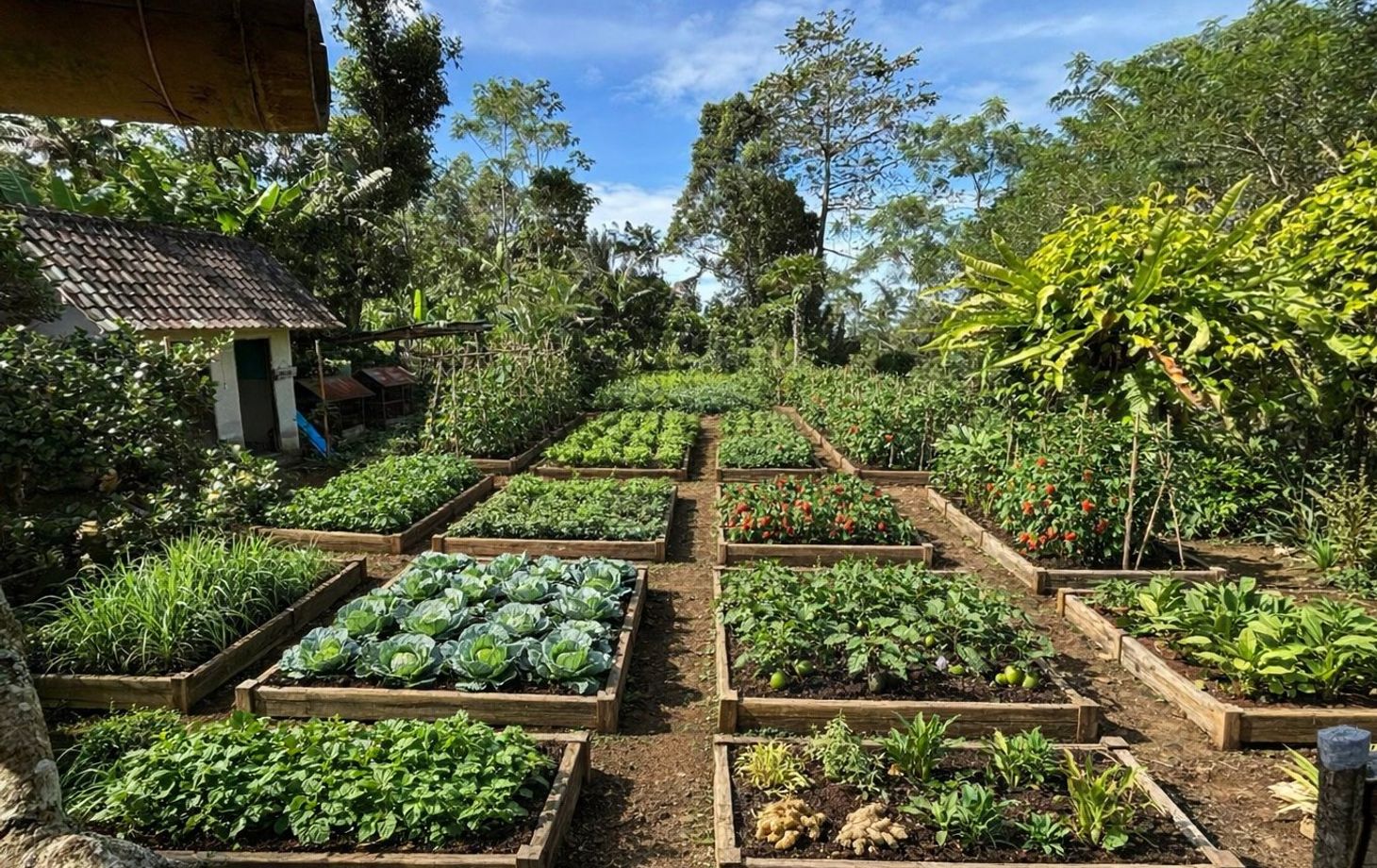Cours de cuisine balinaise authentique « de la ferme à l’assiette » à Ubud avec visite du marché