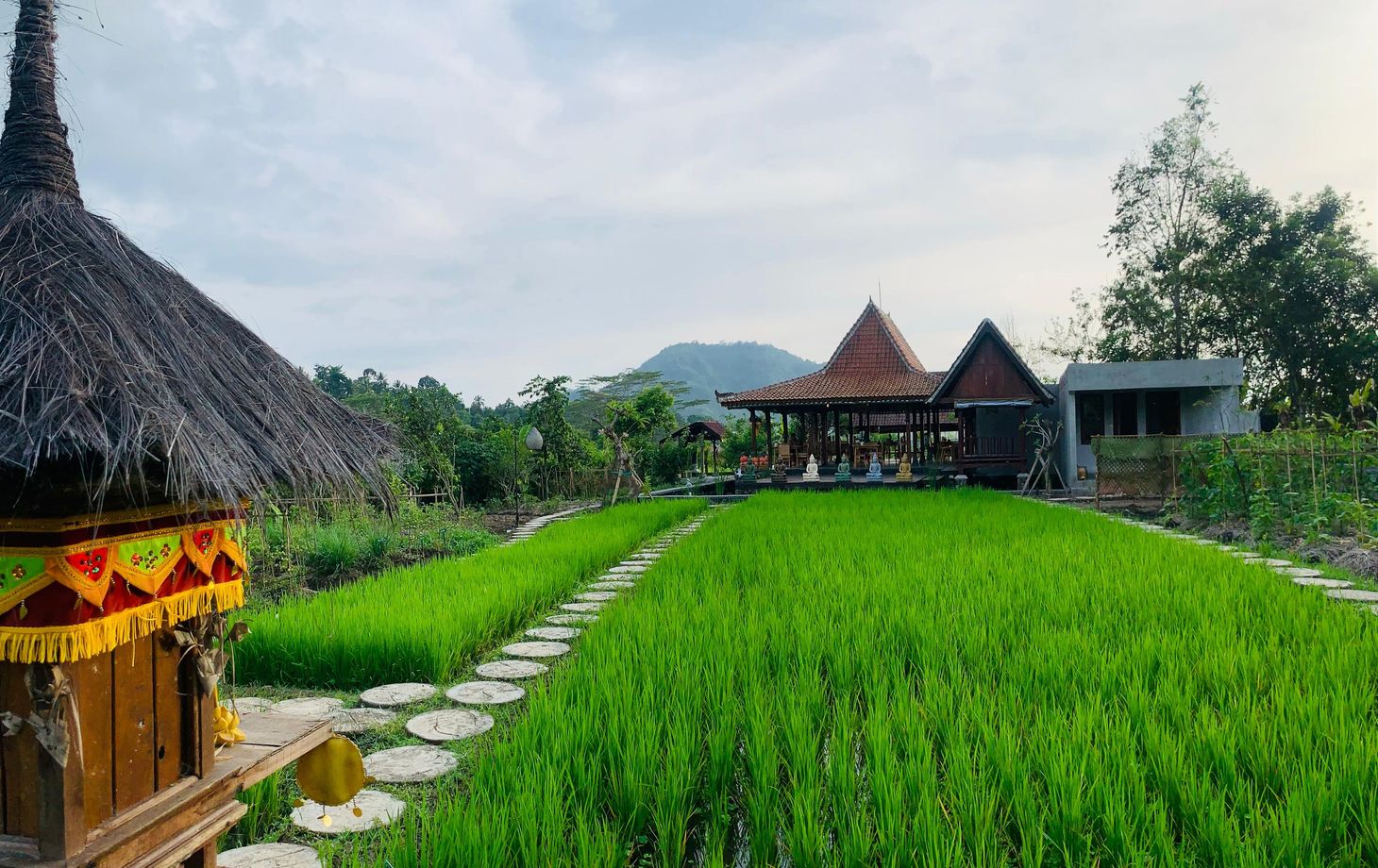 Balinese Vegan Cooking Experience with Fresh Harvesting and Garden Tour