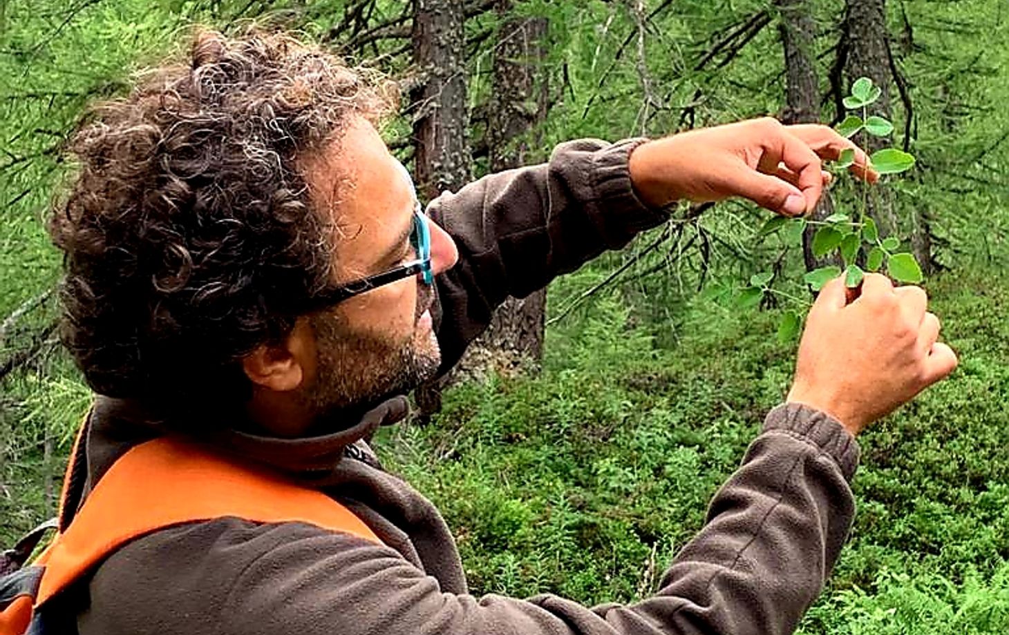 Discover Edible Wild Plants on a Botanical Walk