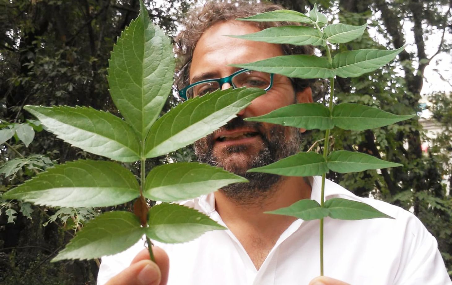 Discover Edible Wild Plants on a Botanical Walk