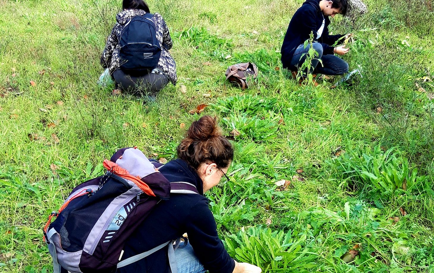 Discover Edible Wild Plants on a Botanical Walk