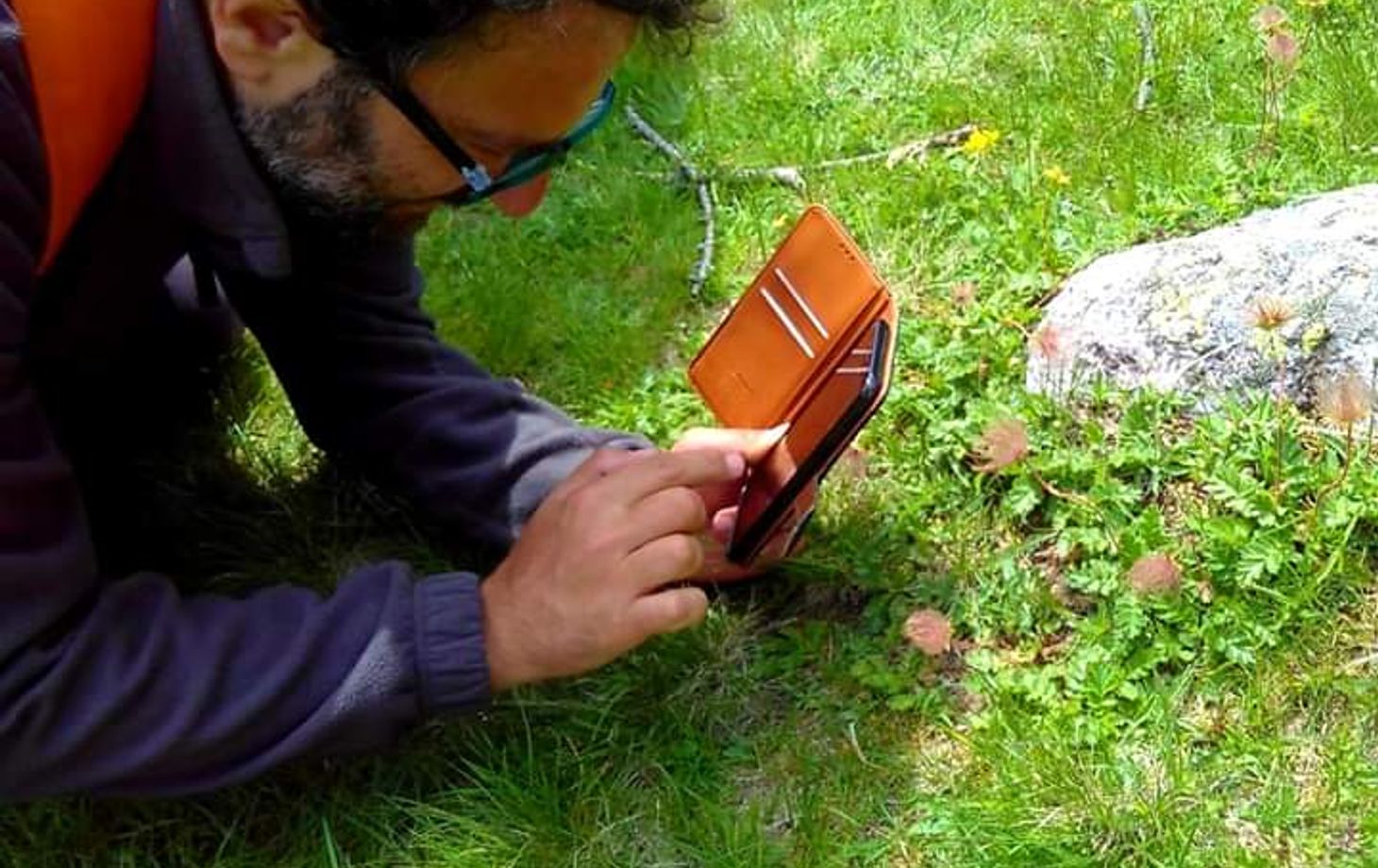 Discover Edible Wild Plants on a Botanical Walk