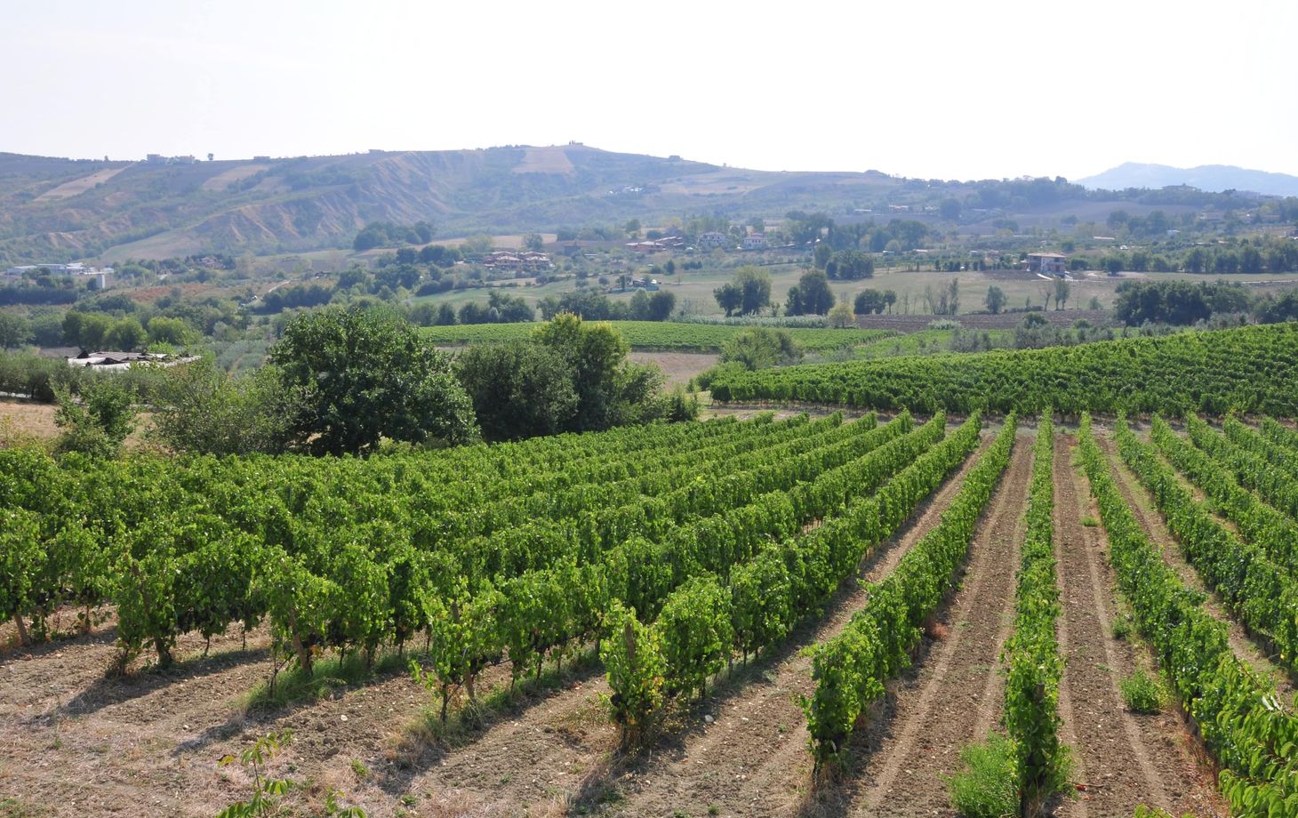 Cook Like a Local in San Marino Countryside