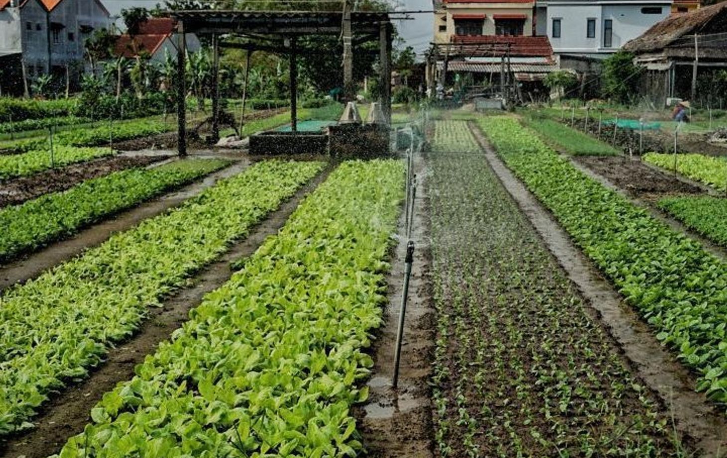 Countryside Bike Tour and Basket Boat Experience with Vietnamese Culinary Class