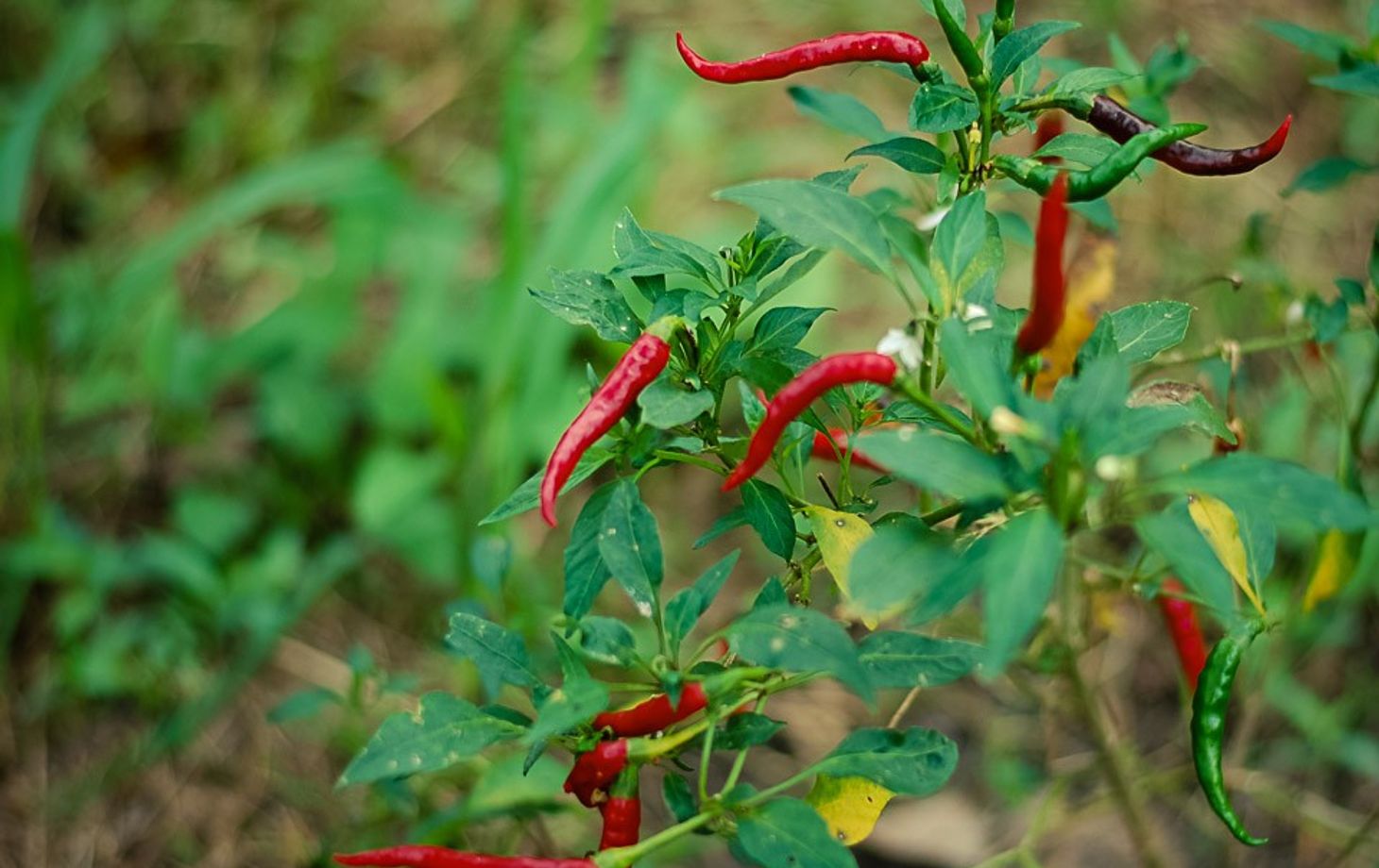 Authentic Thai Cooking in a Garden with Easy and Simple Recipe