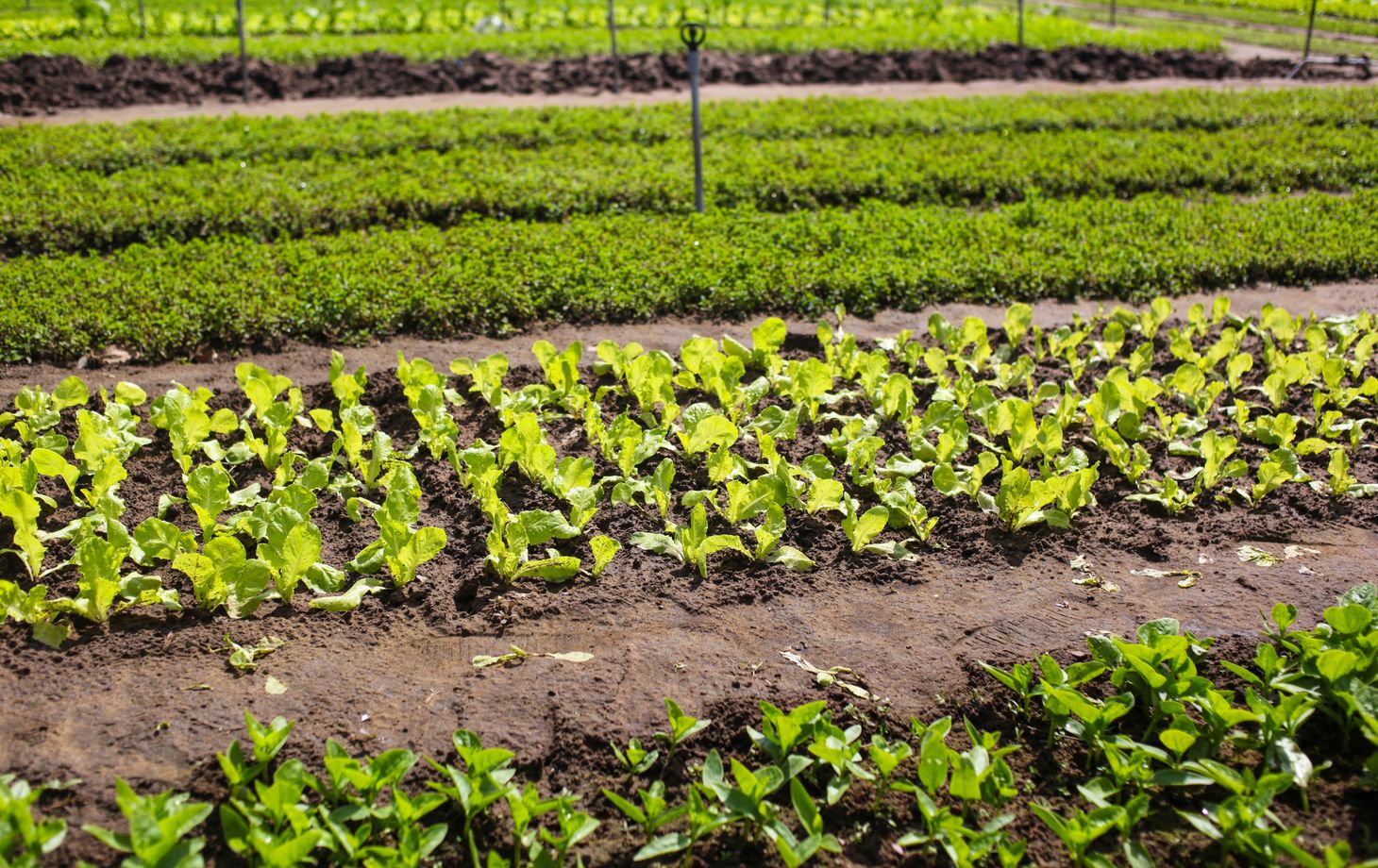 Vietnamese Cooking Class with Market Tour & Farming Experience