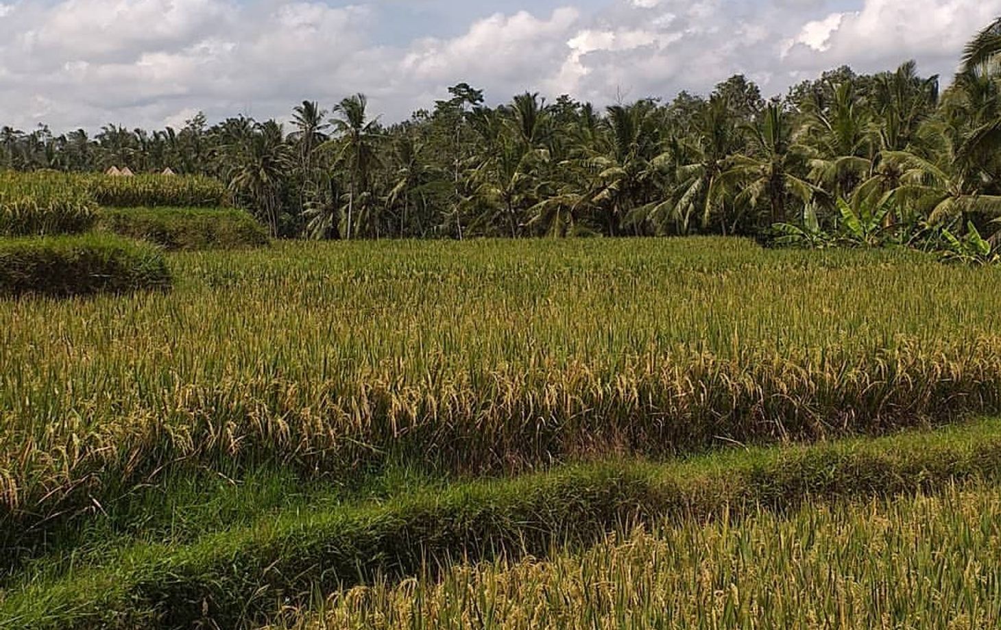 Experience The Beauty Of Bali Nature with Traditional Cooking Class and Market Tour