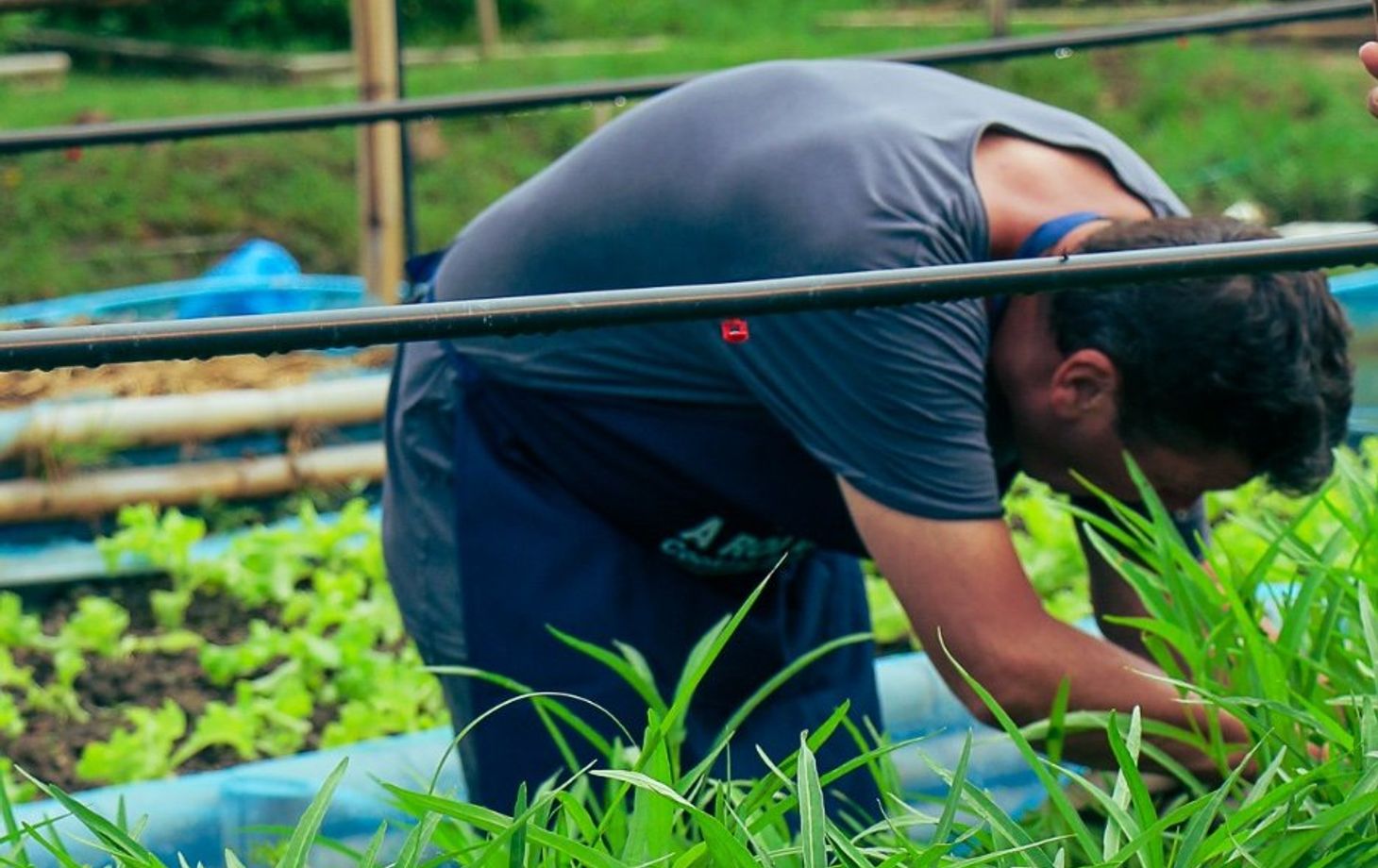 Expérience de cuisine bio à la ferme d'une demi-journée à Chiang Mai